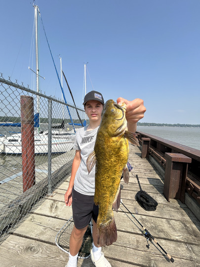 Bullhead