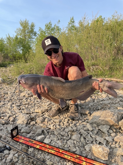 Channel Catfish