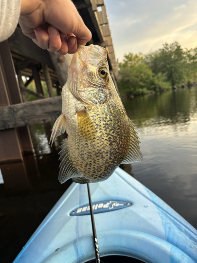 Black Crappie