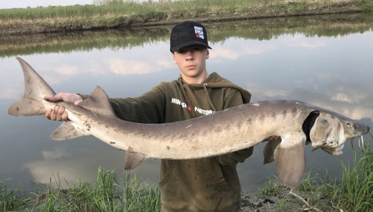 Lake Sturgeon