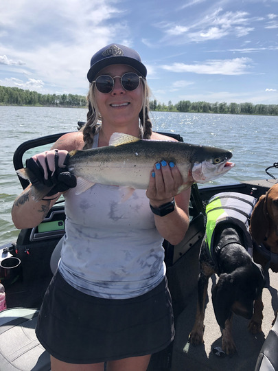 Rainbow Trout