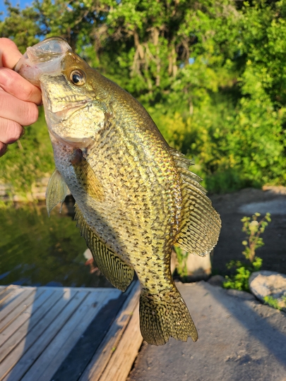 Black Crappie