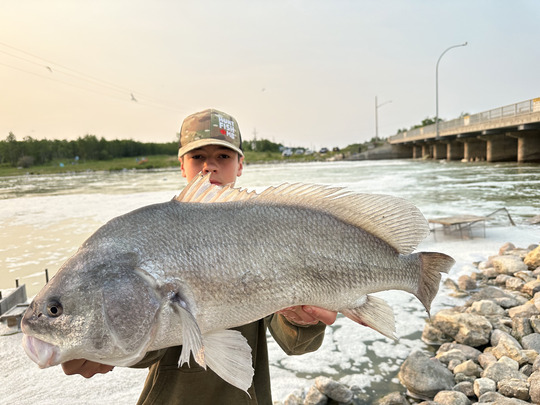Freshwater Drum