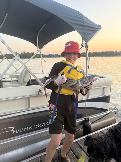 Burbot