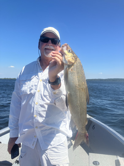 Lake Whitefish
