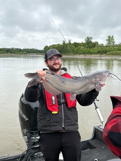Channel Catfish