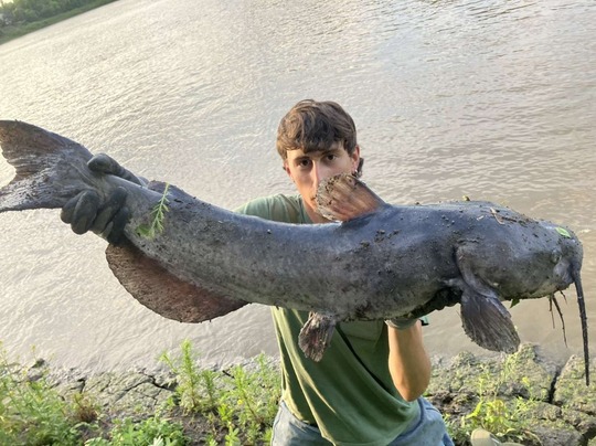 Channel Catfish