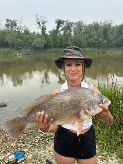 Freshwater Drum