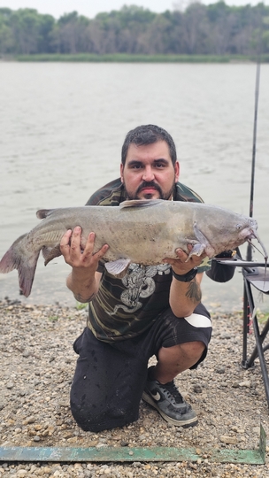 Channel Catfish