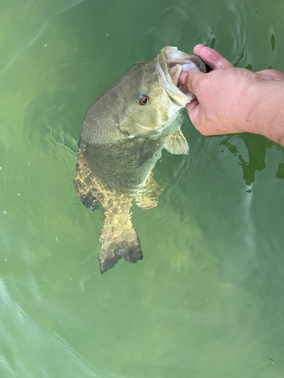 Smallmouth Bass