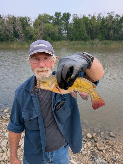 Bullhead