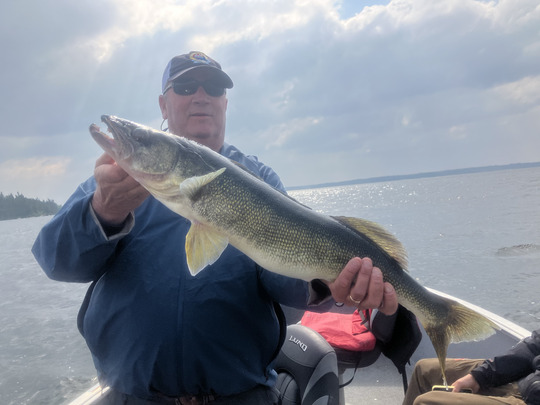 Walleye