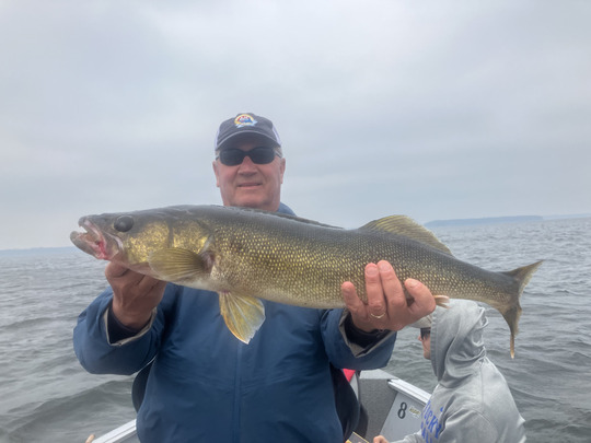 Walleye