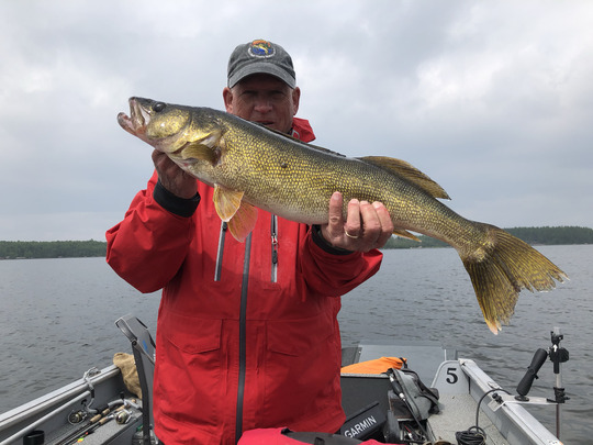 Walleye