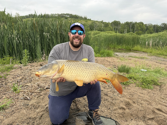 Common Carp