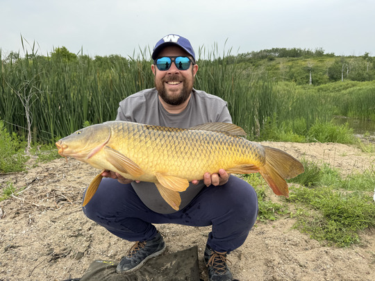 Common Carp