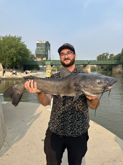 Channel Catfish