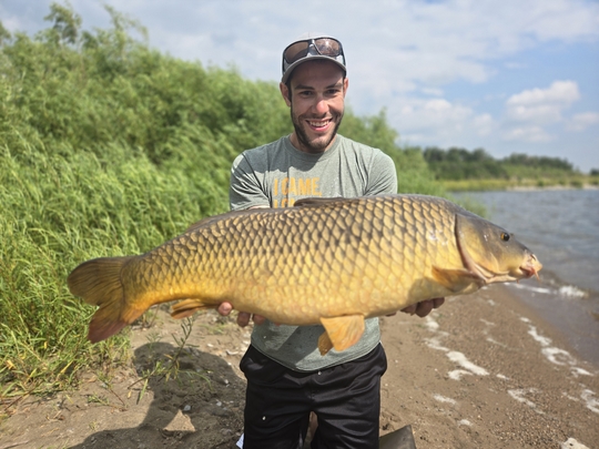 Common Carp