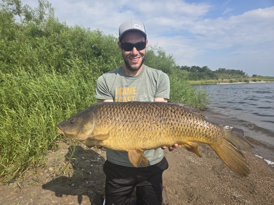 Common Carp
