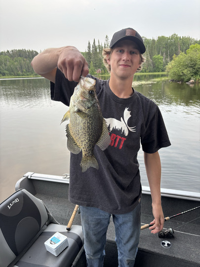 Black Crappie