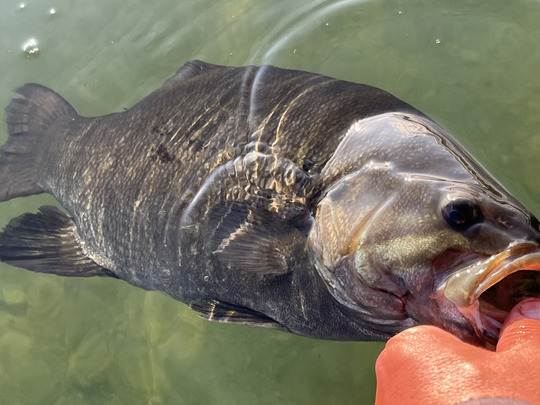 Smallmouth Bass