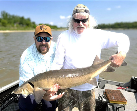 Lake Sturgeon