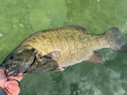 Smallmouth Bass