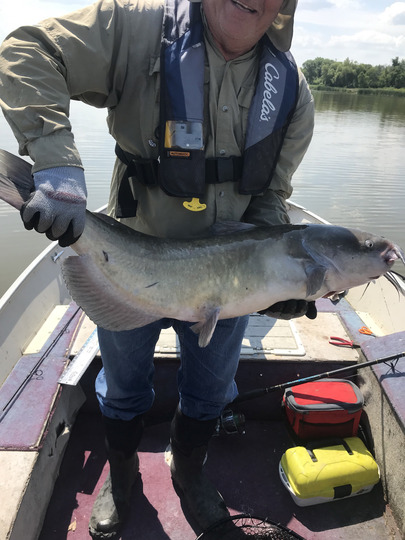 Channel Catfish