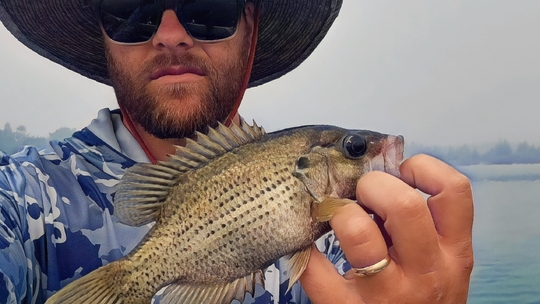 Rock Bass