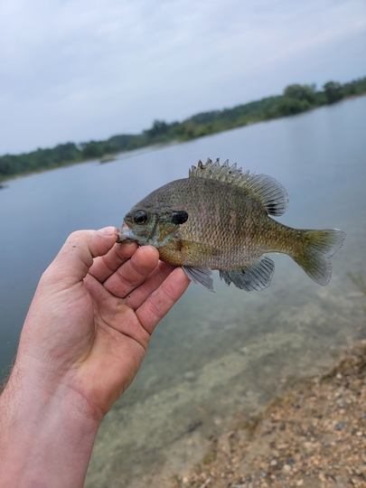 Sunfish