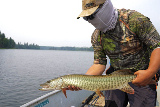 Muskellunge