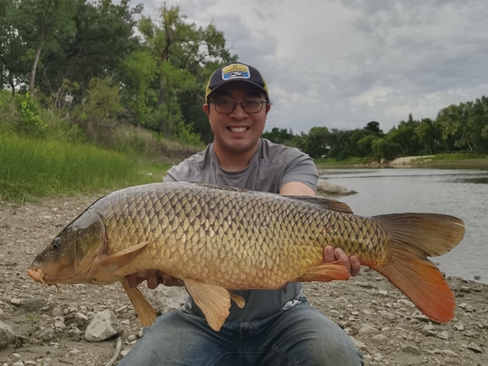 Common Carp