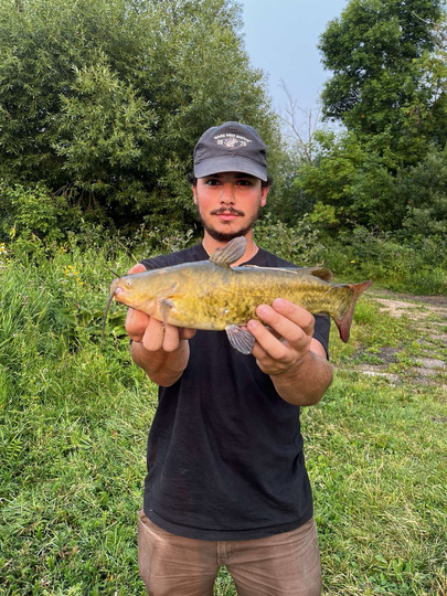 Bullhead