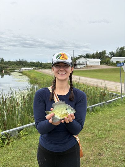 Sunfish