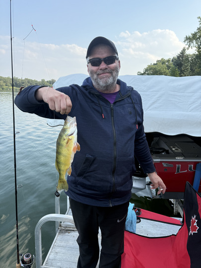 Yellow Perch