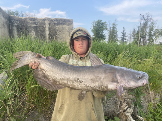 Channel Catfish