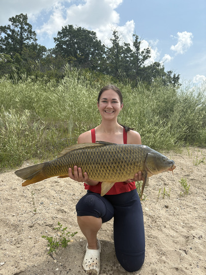 Common Carp