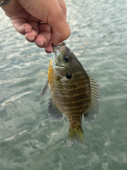 Sunfish
