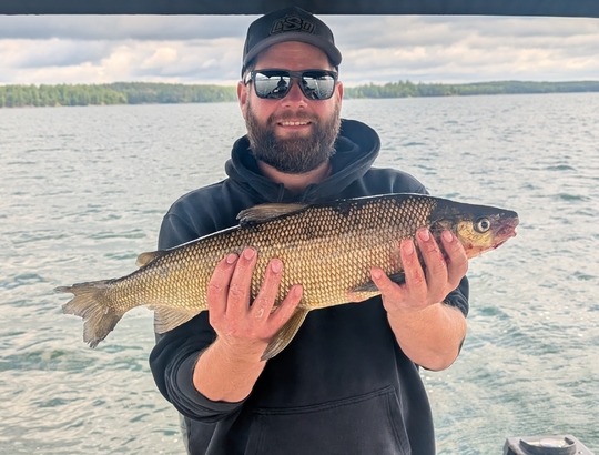 Lake Whitefish