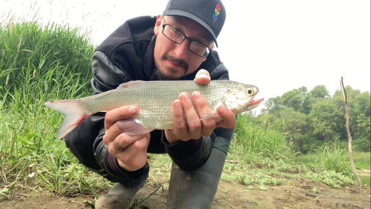 Goldeye