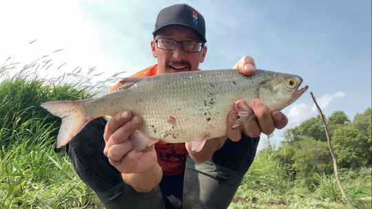 Goldeye