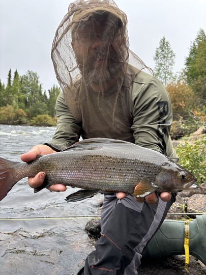 Arctic Grayling