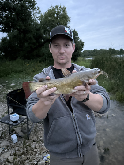 Bullhead