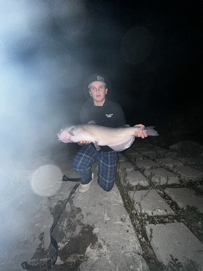 Channel Catfish