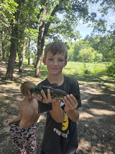 Bullhead