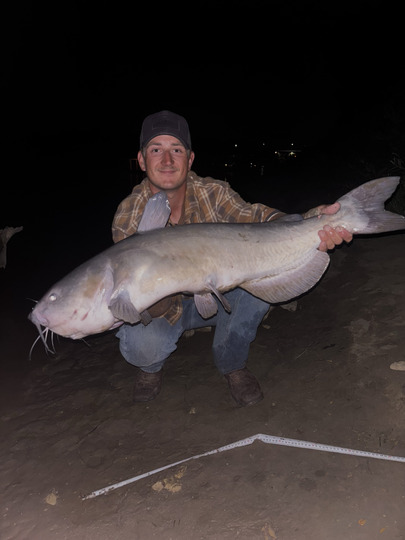 Channel Catfish