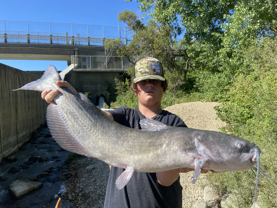 Channel Catfish