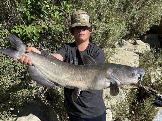 Channel Catfish