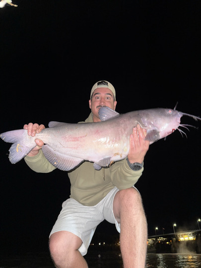 Channel Catfish
