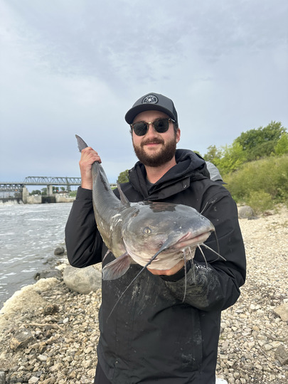 Channel Catfish